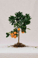 Orange Fiber